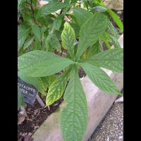 Pachystachys Lutea (fam. Acanthacees)(Perou) (05)